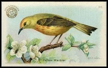 22 Yellow Warbler